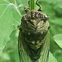 Neotibicen canicularis