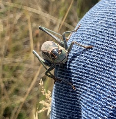 Anabrus simplex