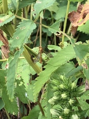 Nephrotoma