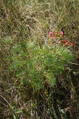 Euphorbia cyparissias