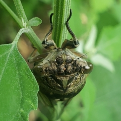 Neotibicen canicularis