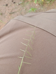 Bouteloua aristidoides