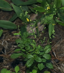 Agrimonia rostellata