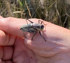 Anabrus simplex