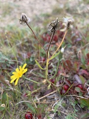 Crepis nigrescens