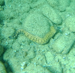 Muraena helena