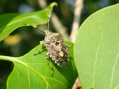 Rhaphigaster nebulosa