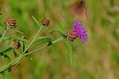 Centaurea jacea