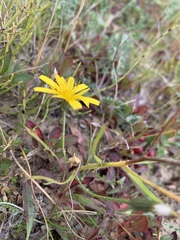 Crepis nigrescens