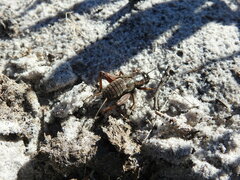 Gryllus