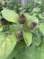 Arctium minus