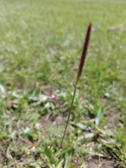 Poaceae