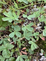 Sibbaldia procumbens