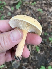 Lactifluus hygrophoroides