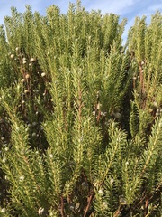 Leucadendron linifolium