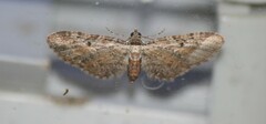 Eupithecia icterata