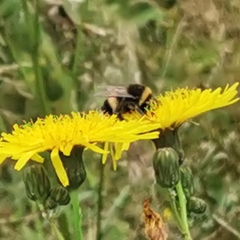 Bombus terrestris