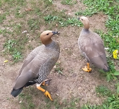 Chloephaga rubidiceps