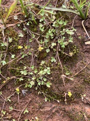 Ranunculus hyperboreus