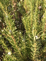 Leucadendron linifolium