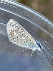 Polyommatus icarus