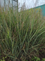 Panicum virgatum