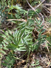 Polemonium acutiflorum