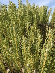 Leucadendron linifolium