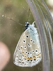 Polyommatus icarus