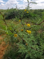 Vachellia constricta