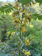Senna hebecarpa
