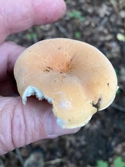 Lactifluus hygrophoroides