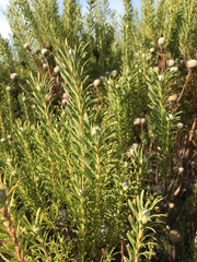 Leucadendron linifolium