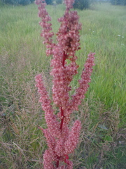Rumex
