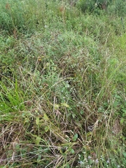 Eryngium integrifolium