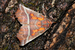 Scoliopteryx libatrix