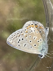 Polyommatus icarus