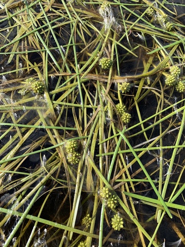 Northern bur-reed (Sparganium hyperboreum)