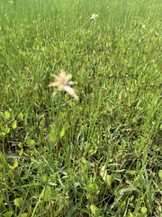 Rhynchospora colorata