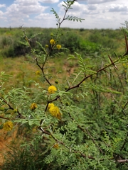 Vachellia constricta