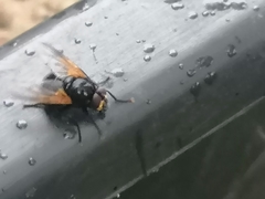 Mesembrina meridiana