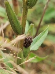 Eurygaster testudinaria