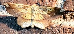 Euchlaena amoenaria