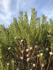 Leucadendron linifolium