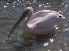 Pelecanus onocrotalus