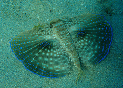 Dactylopterus volitans