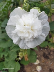 Alcea rosea