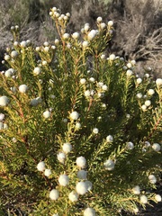 Leucadendron linifolium