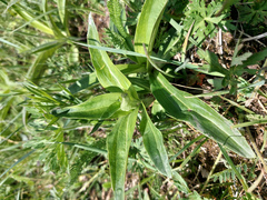 Gentiana macrophylla