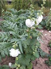 Alcea rosea
